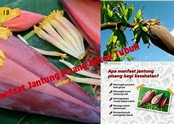 Manfaat Jantung Pisang Untuk Tubuh